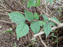 Celtis tenuifolia