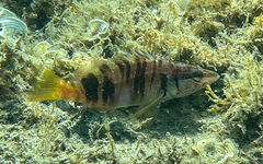 Serranus scriba