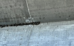 Petrochelidon pyrrhonota