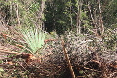 Coryphoideae