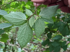 Celtis tenuifolia