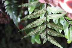 Asplenium polyodon