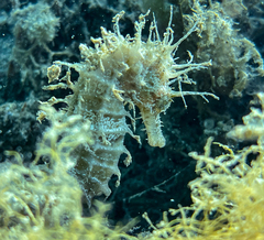 Hippocampus guttulatus