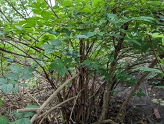 Celtis tenuifolia