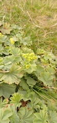 Alchemilla