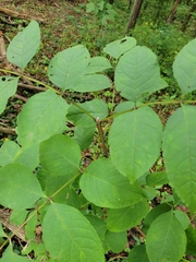 Fraxinus quadrangulata