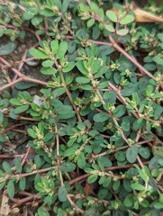 Euphorbia maculata