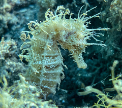 Hippocampus guttulatus
