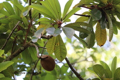 Pouteria sapota