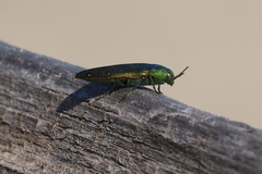 Buprestis langii