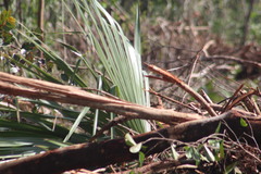 Coryphoideae