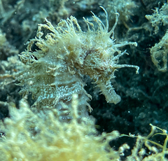 Hippocampus guttulatus