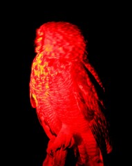 Bubo africanus africanus