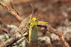 Tropidacris cristata