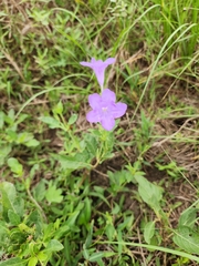 Ruellia nudiflora