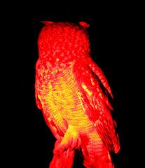 Bubo africanus africanus