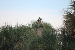 Aratinga nenday