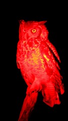 Bubo africanus africanus