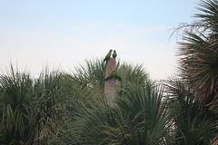 Aratinga nenday