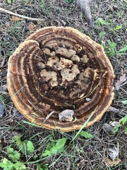 Phaeolus