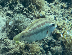 Symphodus tinca
