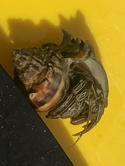 Clibanarius vittatus