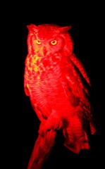 Bubo africanus africanus