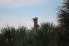 Aratinga nenday