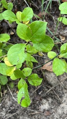 Celastrus orbiculatus