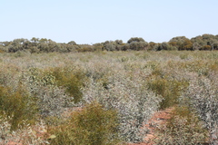 Eucalyptus polybractea