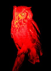 Bubo africanus africanus