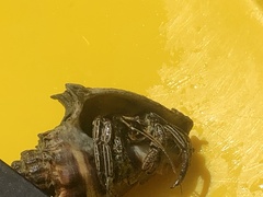 Clibanarius vittatus