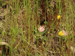 Silene hookeri
