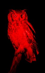 Bubo africanus africanus