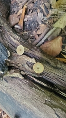 Simocybe centunculus