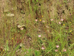 Silene hookeri