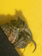 Clibanarius vittatus