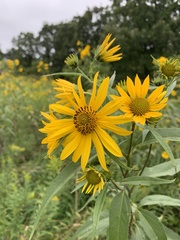 Helianthus grosseserratus