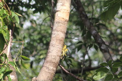 Tropidacris cristata