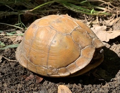 Terrapene carolina triunguis