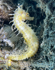 Hippocampus guttulatus
