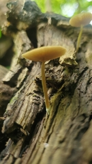 Simocybe centunculus