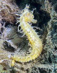 Hippocampus guttulatus