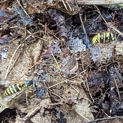 Vespula flavopilosa