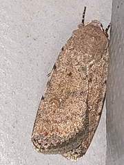 Caradrina clavipalpis
