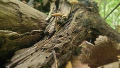 Simocybe centunculus