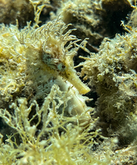 Hippocampus guttulatus