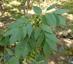 Fraxinus albicans