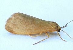 Virbia opella