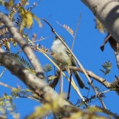 Serpophaga subcristata